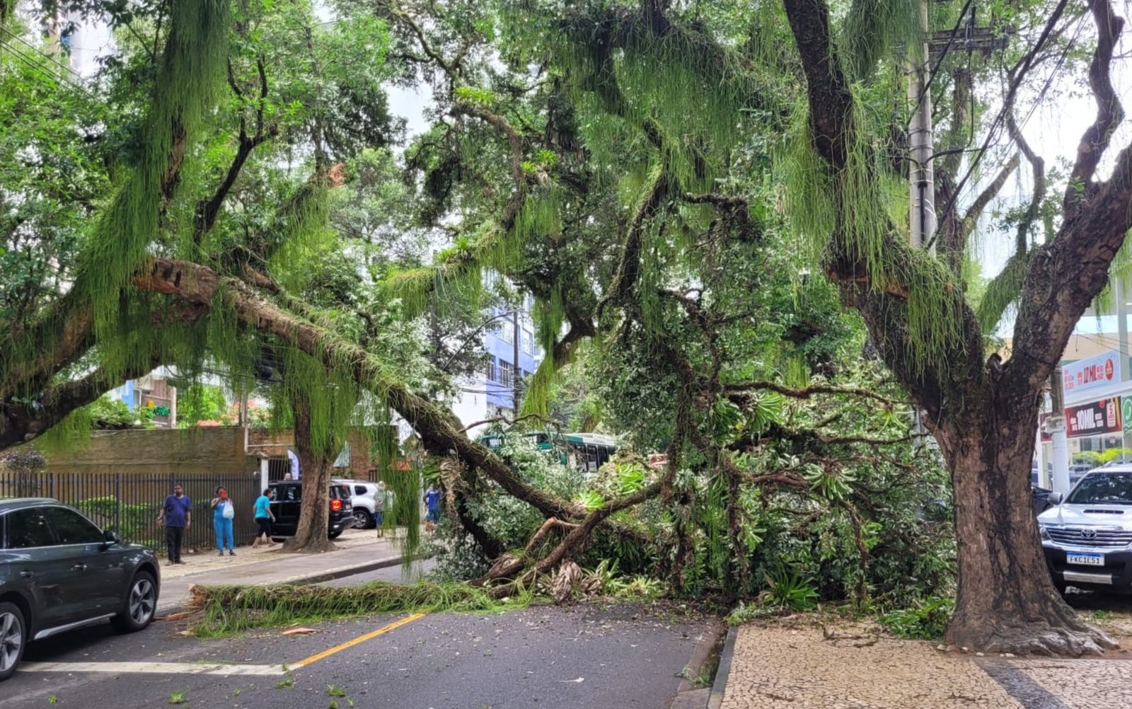 Trecho da Avenida Sete de Setembro é bloqueada após árvore cair no Corredor da Vitória, em Salvador