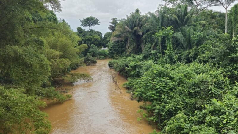 A economia da floresta em pé  – O Assunto #1595