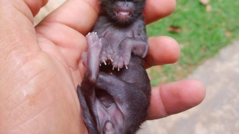 ‘Gato ciclope’: filhote nasce com um olho só em Rondônia