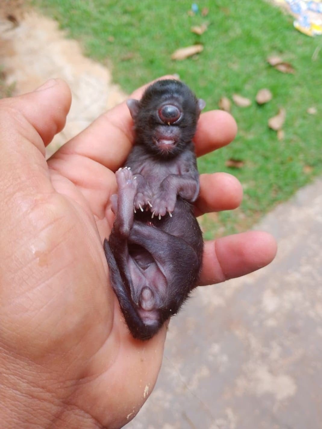‘Gato ciclope’: filhote nasce com um olho só em Rondônia