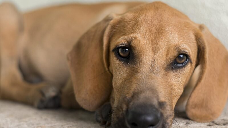 Campanha para adoção reúne 70 cães e gatos em Aracaju