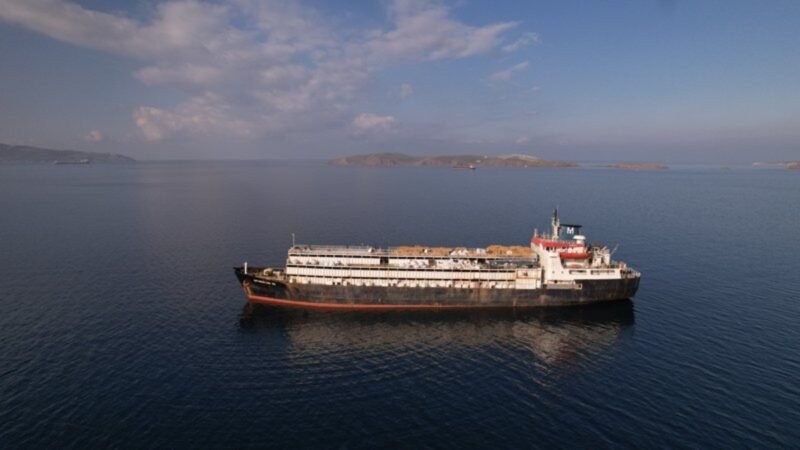 Navio com 3 mil vacas à beira da morte é visto no Mediterrâneo; Europa é pressionada a salvar animais