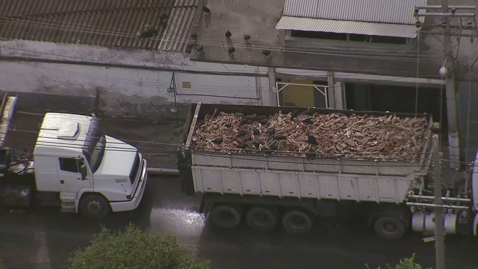 Fábrica de sabão vira tormento: moradores relatam náuseas, urubus e mau cheiro em Nova Iguaçu