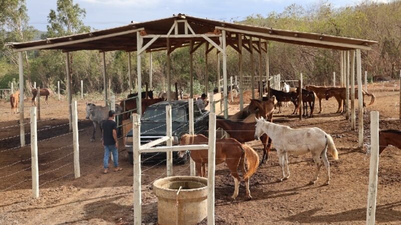 Prefeitura de Montes Claros recolhe e cuida de animais soltos em vias públicas