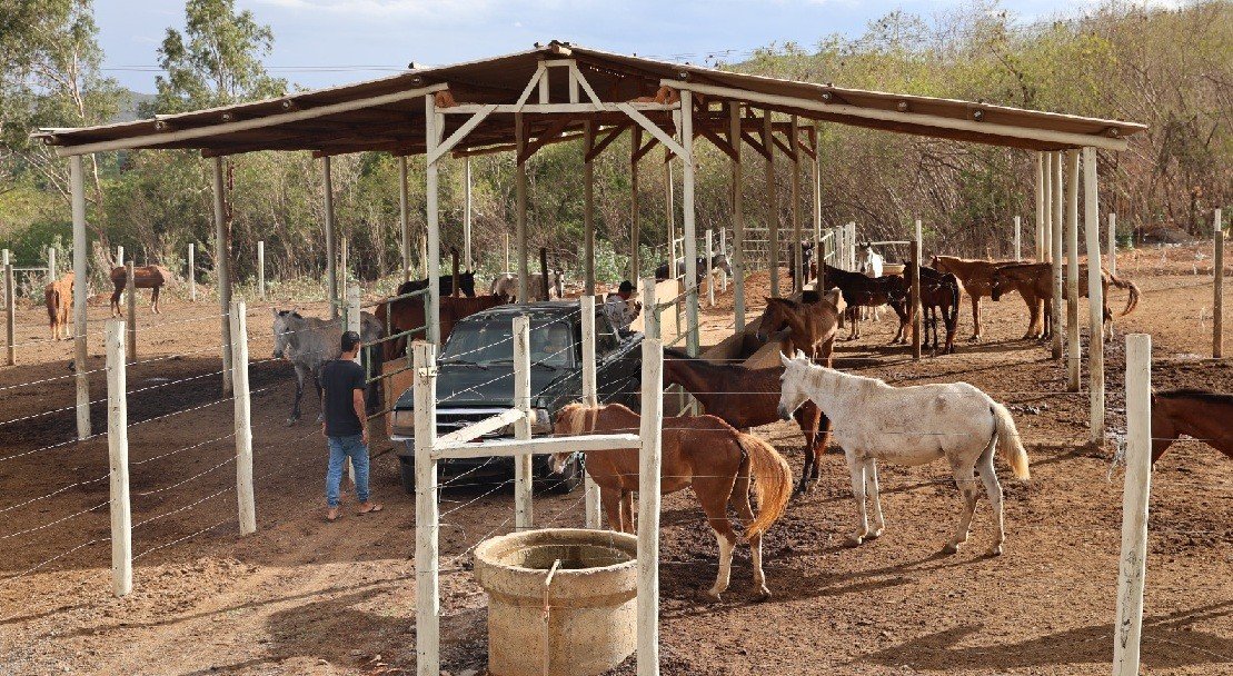 Prefeitura de Montes Claros recolhe e cuida de animais soltos em vias públicas