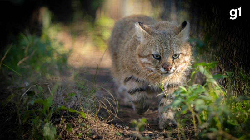 ‘Fantasma dos Pampas’: conheça o gato selvagem que vive no RS e é um dos mais raros do mundo