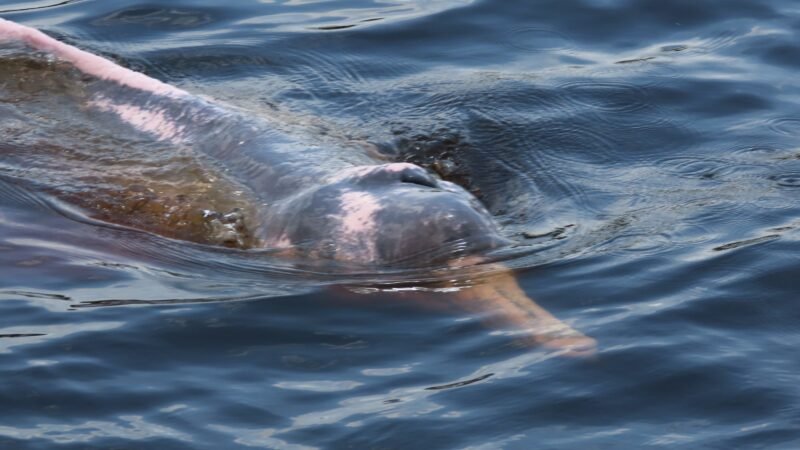 Imersão na Amazônia revela aves raras e encontros especiais