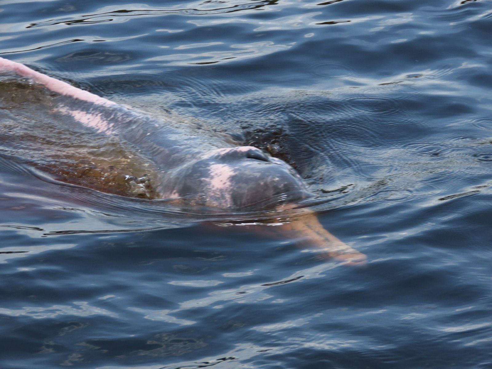 Imersão na Amazônia revela aves raras e encontros especiais