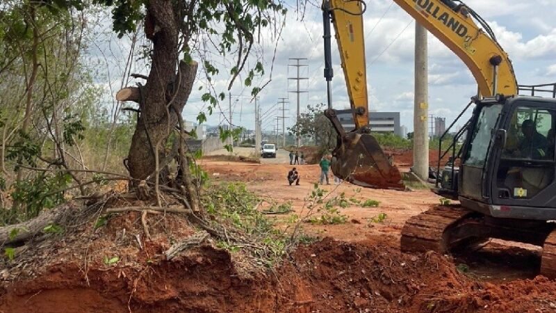 Prefeitura de Montes Claros preserva pequizeiros em obra de avenida