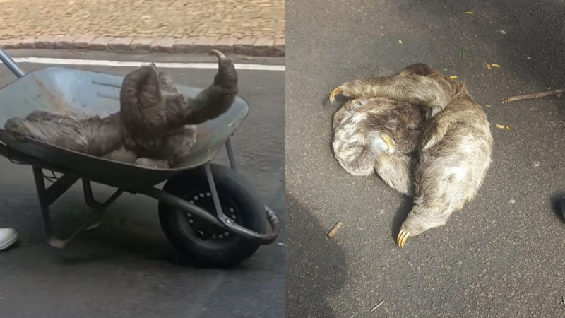 VÍDEO: Bicho-preguiça e filhote são resgatados após queda no Bosque dos Jequitibás, em Campinas