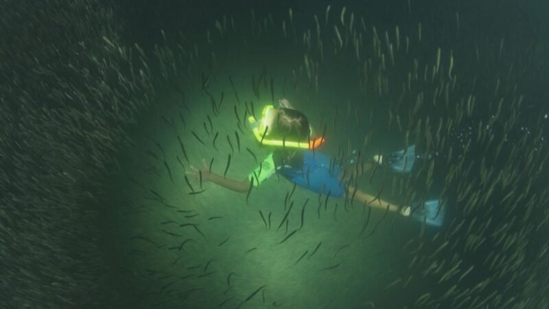 Parece poluição, mas é peixe! Entenda por que as manchas escuras no mar cristalino do Rio são um bom sinal