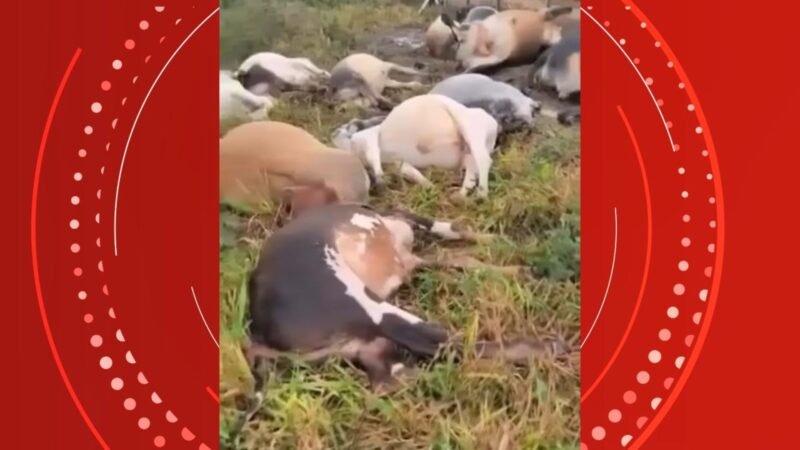VÍDEO: raio mata 29 bois durante temporal no ES