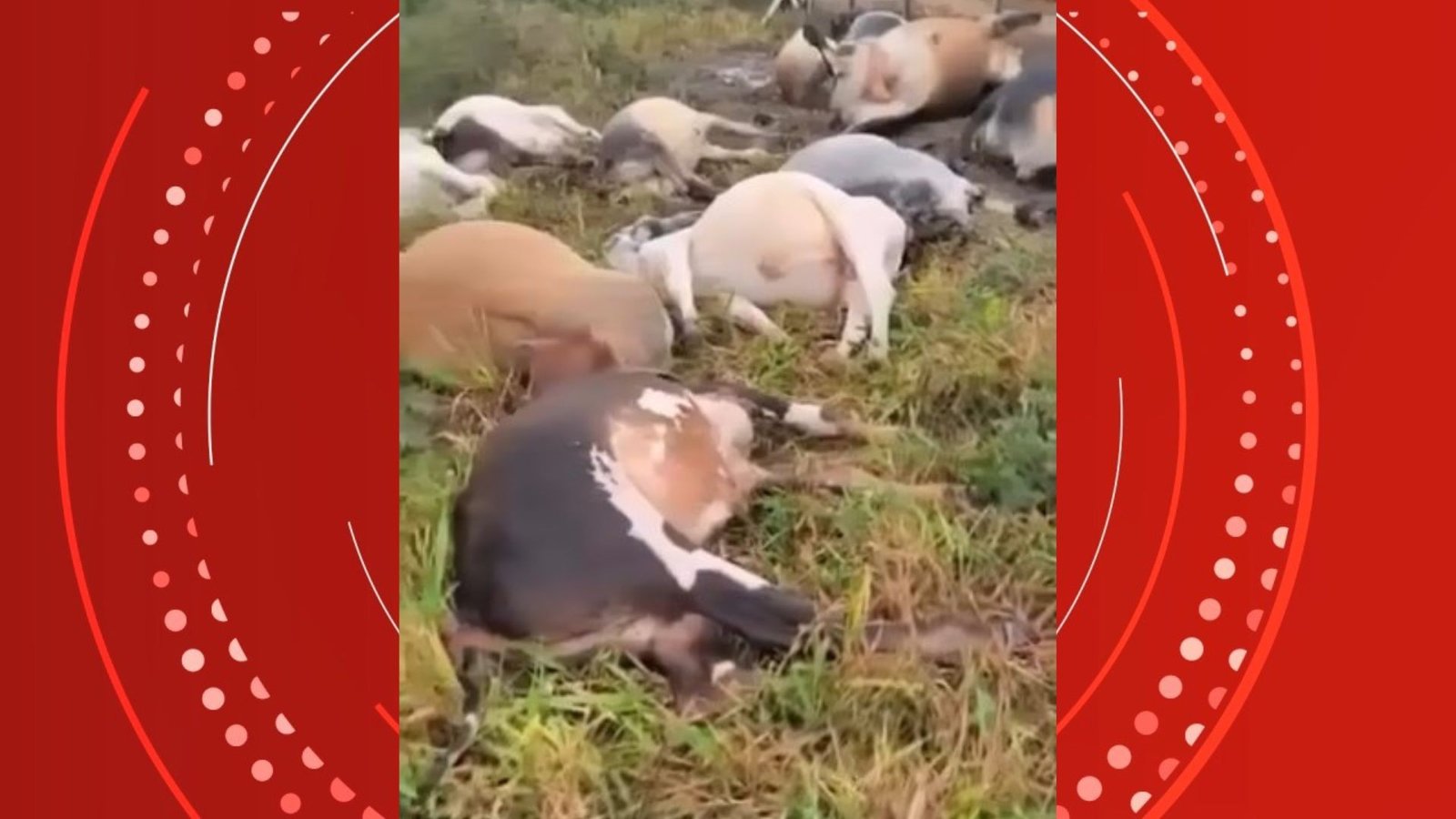 VÍDEO: raio mata 29 bois durante temporal no ES
