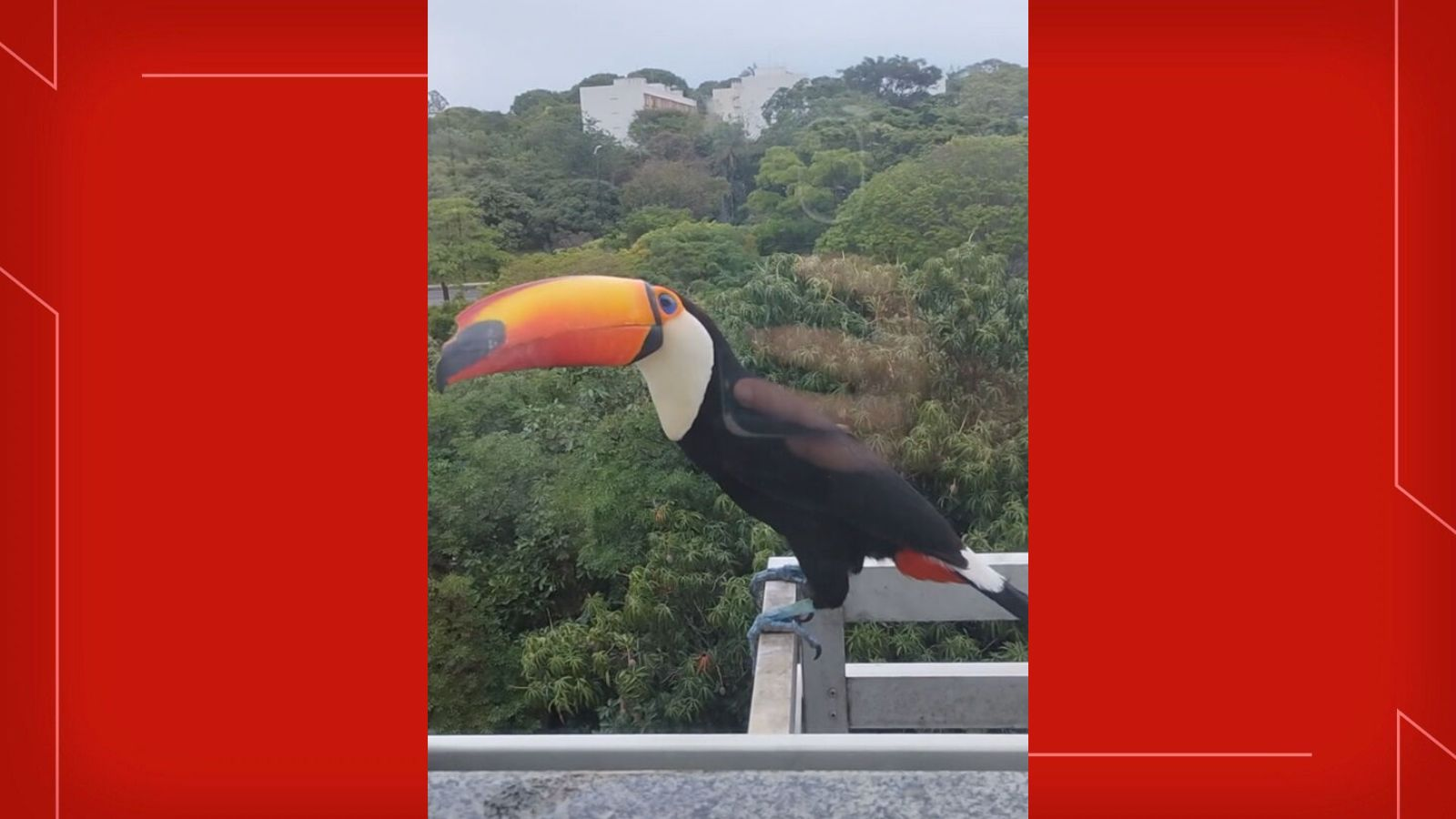 Tucano pousa em janela de prédio e encanta morada de Brasília; veja VÍDEO
