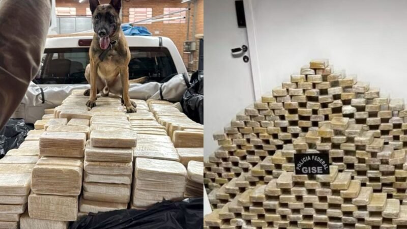 Como cão farejador revelou pista decisiva para PF achar bunker com 613 kg de cocaína em SC