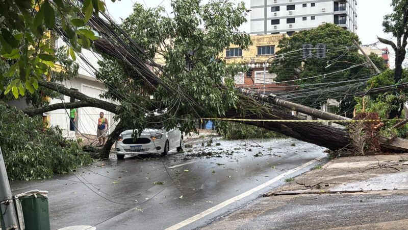 Temporal em Piracicaba: Defesa Civil soma 43 árvores de grande porte caídas e força-tarefa atua na limpeza, liberação de vias e reparos
