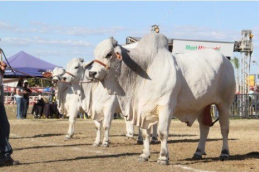 Prefeitura de Montes Claros promove o melhoramento genético de bovinos