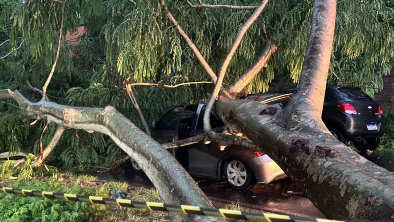 ‘Coisa de 5 segundos’, diz dono de carro atingido por árvore que caiu durante temporal em Ribeirão Preto