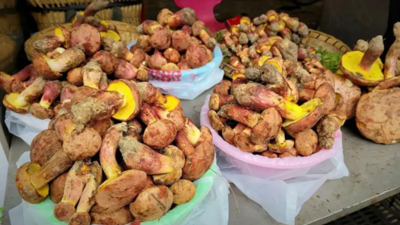 O misterioso cogumelo que faz as pessoas verem ‘pessoinhas’