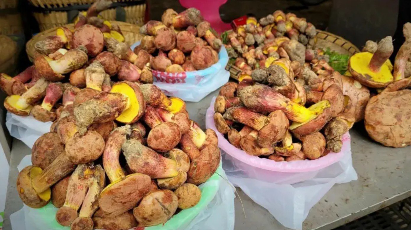 O misterioso cogumelo que faz as pessoas verem ‘pessoinhas’