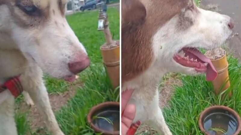 Cachorro morre após se assustar com fogos de artifício na virada do ano em Guaíra, SP