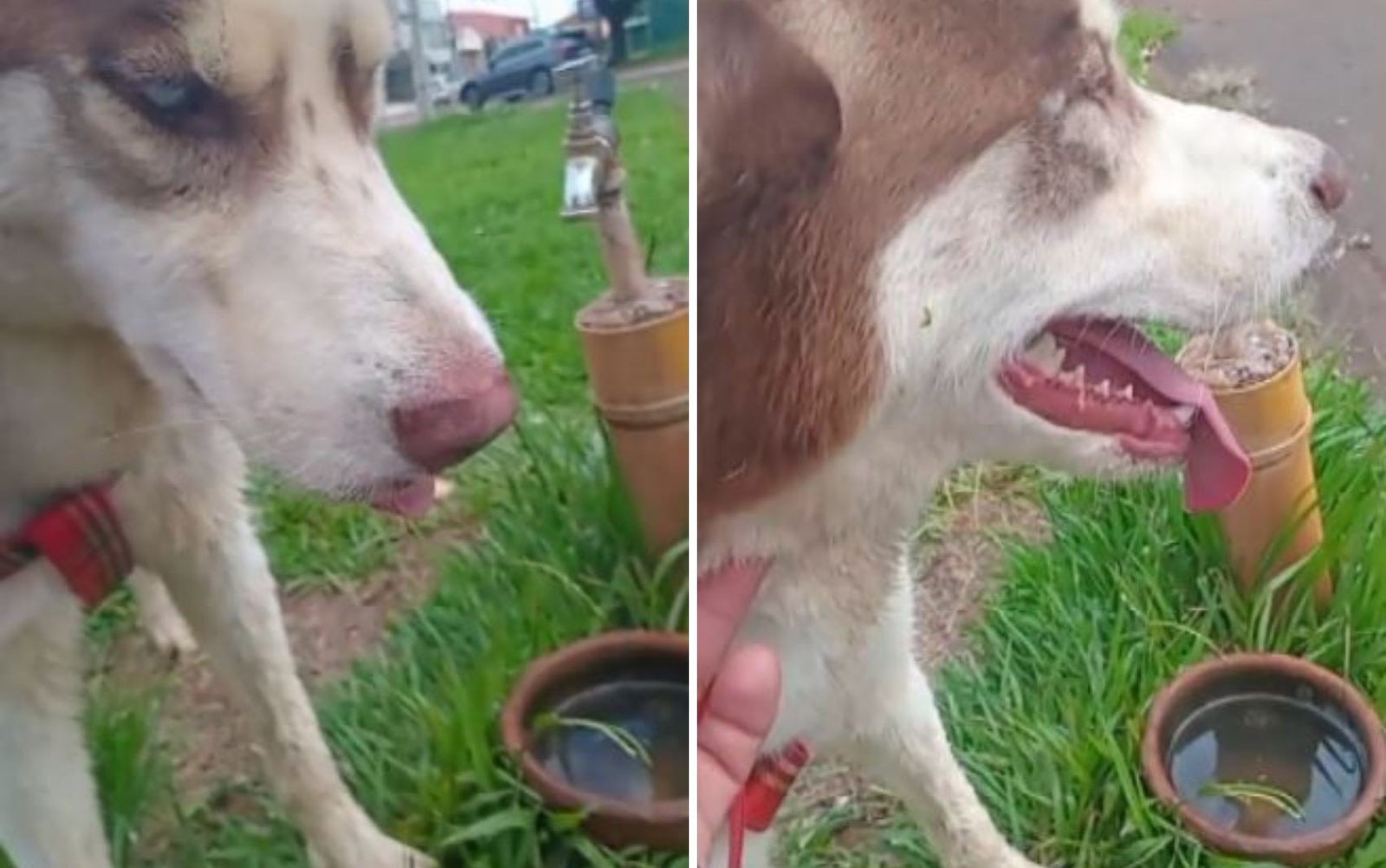 Cachorro morre após se assustar com fogos de artifício na virada do ano em Guaíra, SP