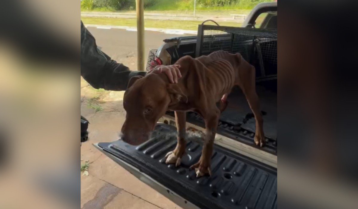 ‘Tem ração nessa casa?’: rapaz é preso após polícia encontrar cachorro desnutrido e com carrapatos em Álvares Machado