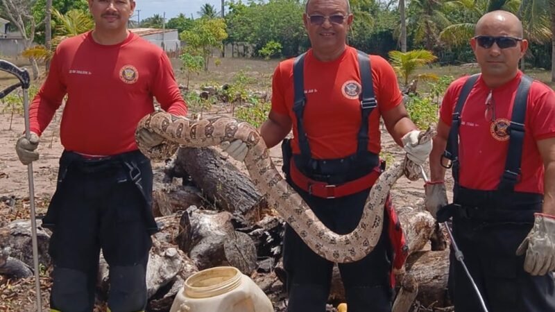 Jiboia com cerca de 3 metros é capturada por bombeiros em granja na Grande Natal
