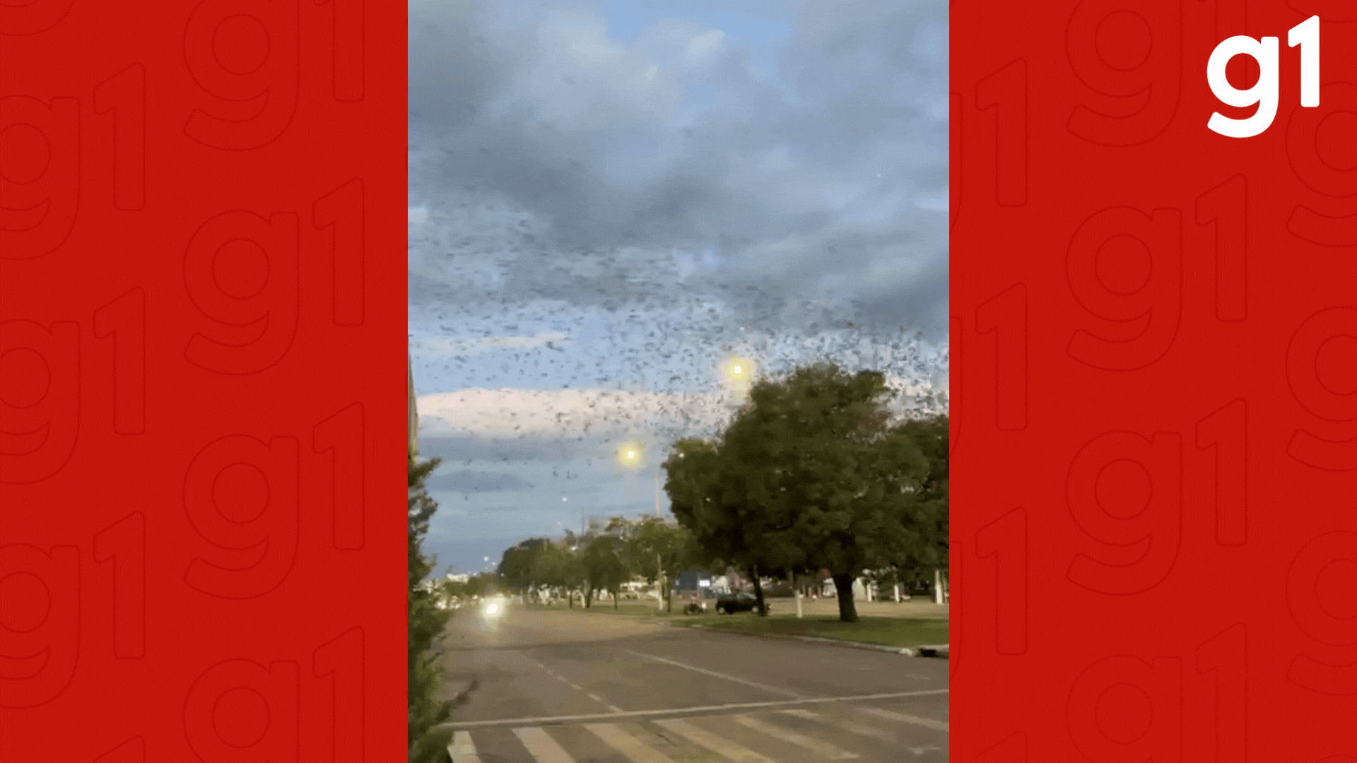 Revoada de retorno: bando de passarinhos é visto em alvoroço no fim da tarde em MT; veja vídeo