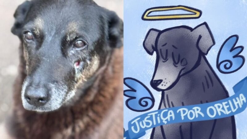 ‘Justiça por Orelha’: o que se sabe sobre a morte de cão comunitário em SC que gera protestos e mobiliza celebridades