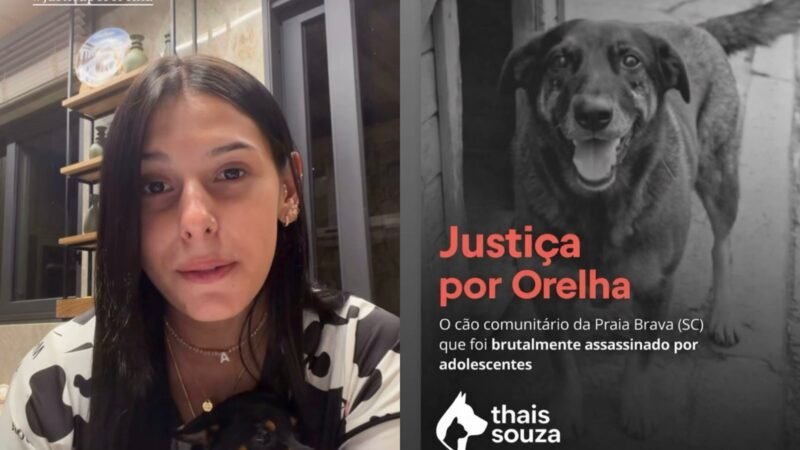 #JustiçaPorOrelha: Famosos reagem à morte de cão comunitário após agressões em Florianópolis