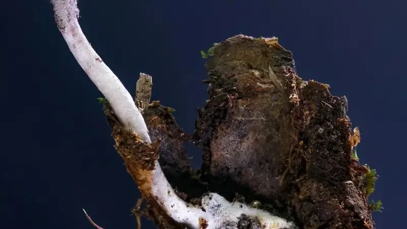 Novo fungo zumbi é descoberto na Mata Atlântica do Rio de Janeiro