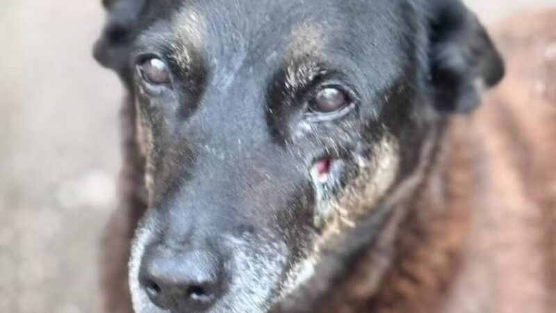 Caso Orelha: MP dá prazo para polícia refazer depoimentos e esclarecer suspeita de coação e ameaça em condomínio