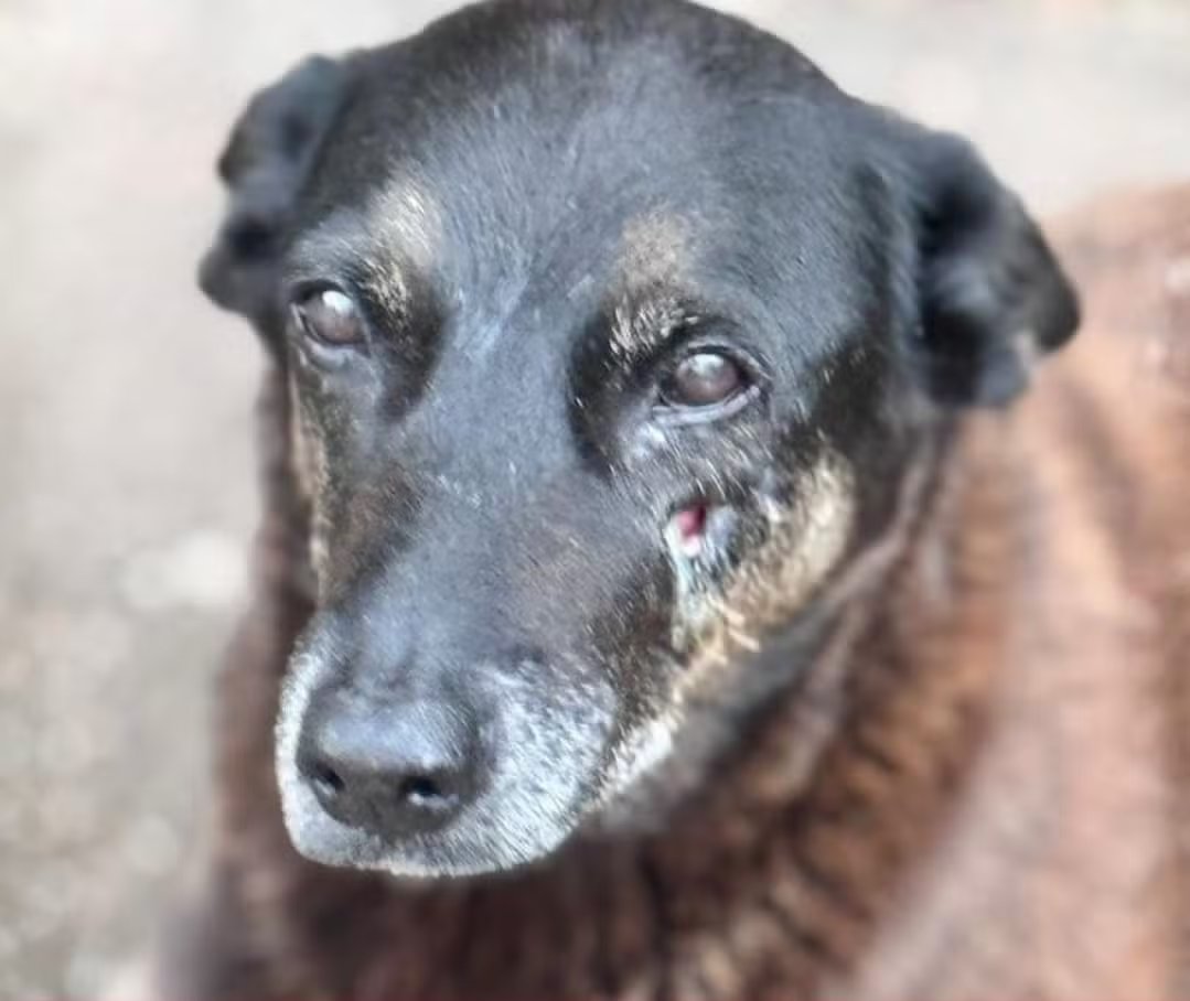 Caso Orelha: MP dá prazo para polícia refazer depoimentos e esclarecer suspeita de coação e ameaça em condomínio