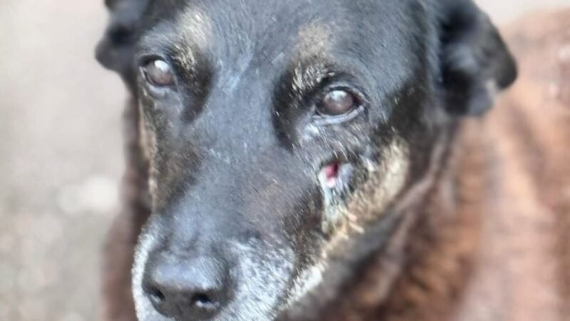 Contradições e uso de moletom: os 10 pontos que ajudaram a polícia a concluir a investigação do cão Orelha