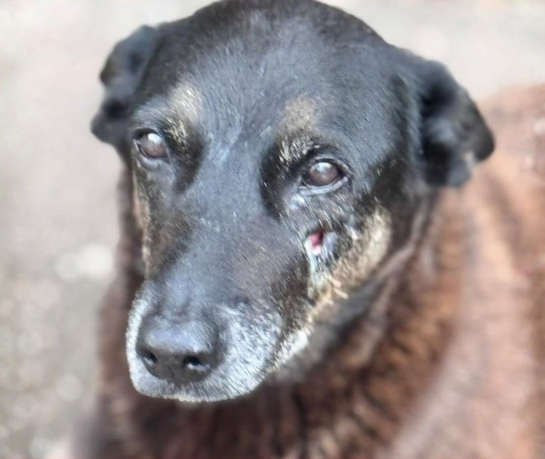 Contradições e uso de moletom: os 10 pontos que ajudaram a polícia a concluir a investigação do cão Orelha