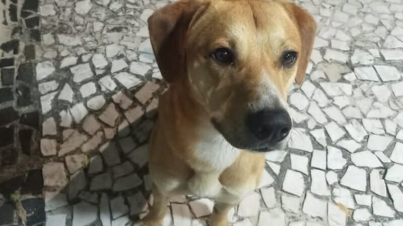 Cão Caramelo: quem é o cachorro alvo de tentativa de afogamento por adolescentes e que andava ao lado de Orelha
