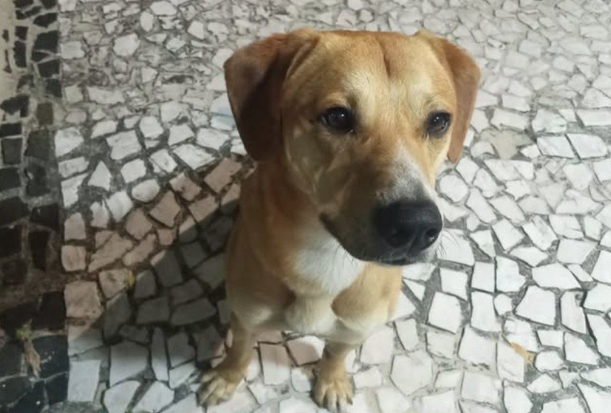 Cão Caramelo: quem é o cachorro alvo de tentativa de afogamento por adolescentes e que andava ao lado de Orelha