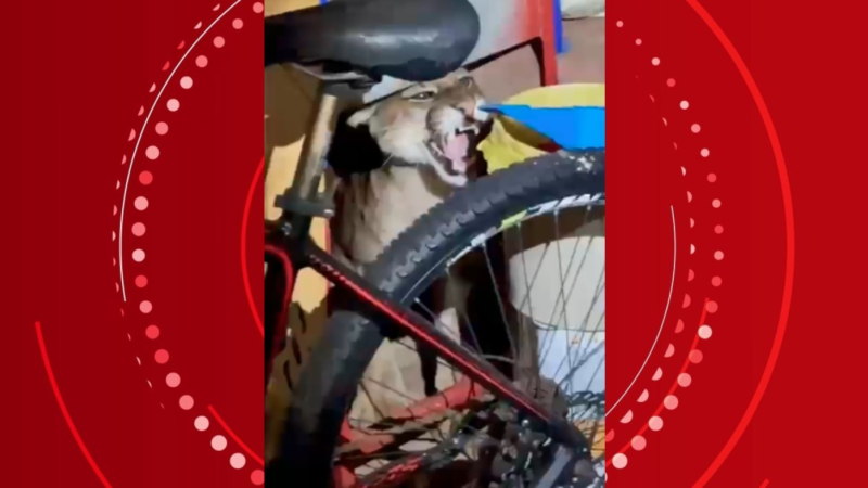 Mulher encontra onça-parda no quintal de casa após ouvir cachorro latir de madrugada, no Paraná: ‘Quase infartei’