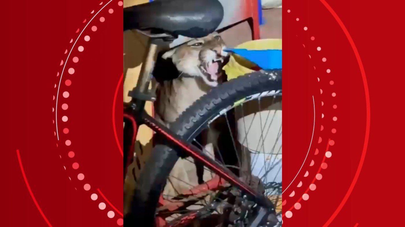 Mulher encontra onça-parda no quintal de casa após ouvir cachorro latir de madrugada, no Paraná: ‘Quase infartei’