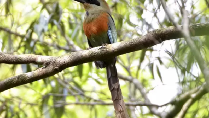 Ave de cores vibrantes e máscara preta vira símbolo da Mata Atlântica em MS