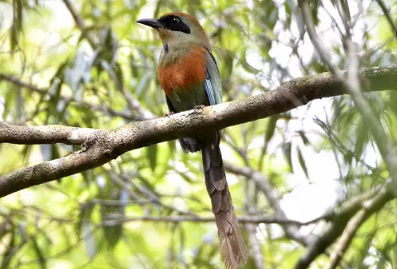 Ave de cores vibrantes e máscara preta vira símbolo da Mata Atlântica em MS
