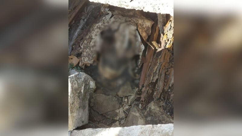 Família visita cemitério e é surpreendida ao ver túmulo violado com crânio exposto em Sorocaba: ‘Cena nada agradável’