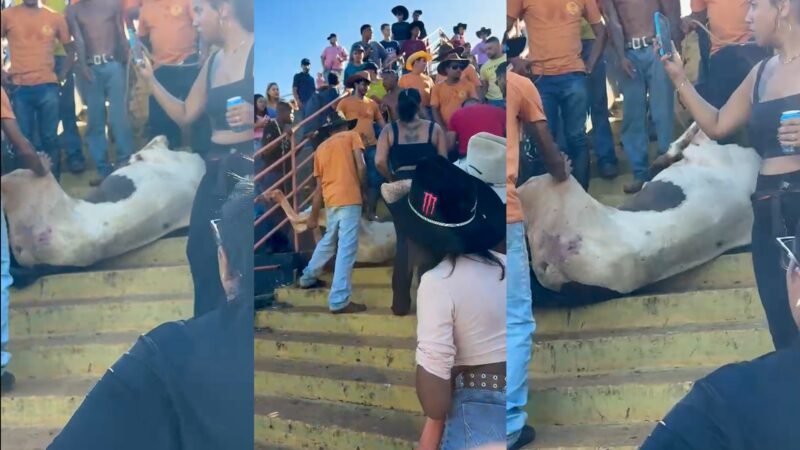 Polícia investiga maus-tratos contra cavalo que aparece em vídeo caído na escada de ginásio no interior de SP