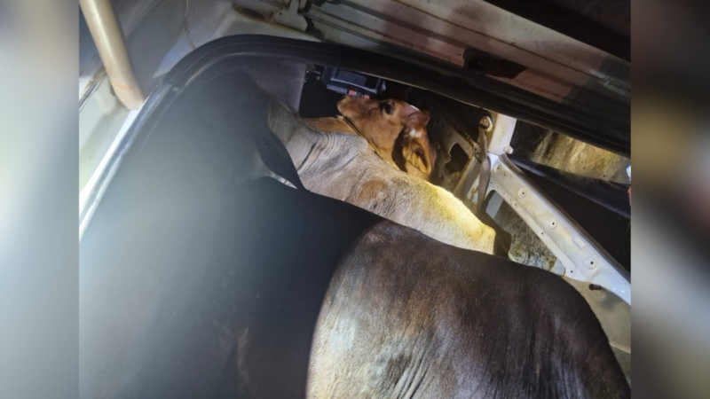 Bois furtados são encontrados ‘espremidos’ dentro de carro após abordagem policial em rodovia do interior de SP