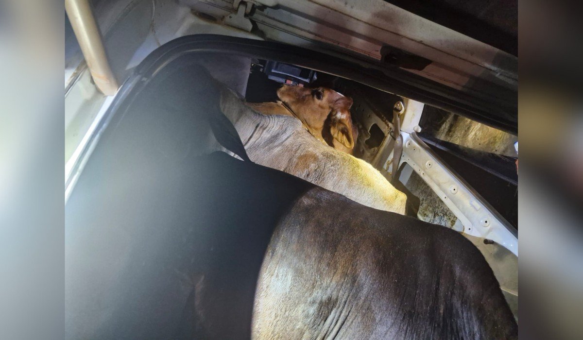 Bois furtados são encontrados ‘espremidos’ dentro de carro após abordagem policial em rodovia do interior de SP