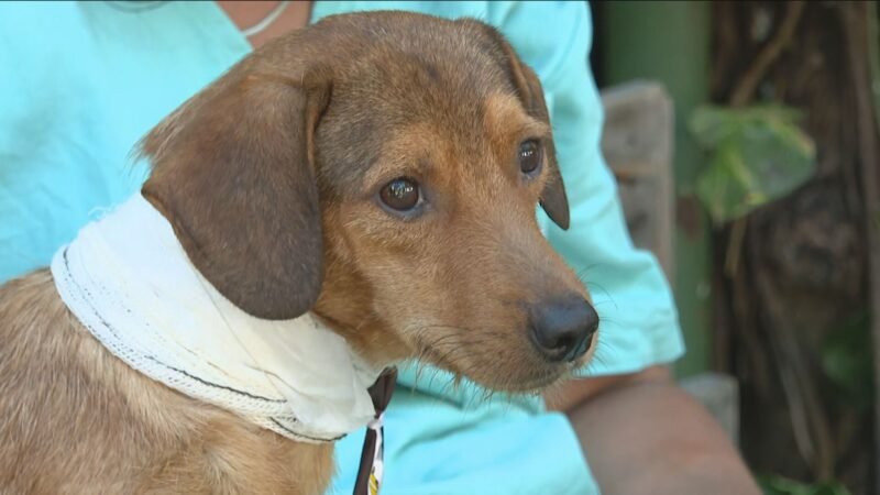 Após ser baleado, cão comunitário se recupera bem e mobiliza moradores em Guaratiba