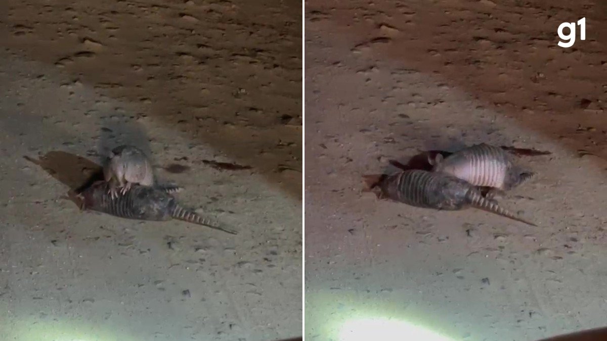 VÍDEO: Tatu tenta ajudar ‘amigo’ que morreu atropelado em estrada e cena comove agentes do RS