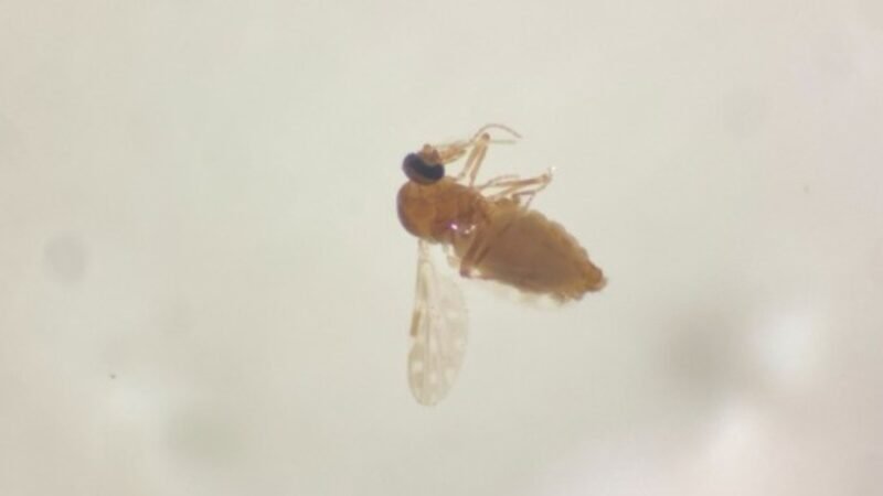 Conheça o pequeno mosquito que fez moradores em SC se ‘trancarem’ em casa e usarem casacos no calor de 30°C