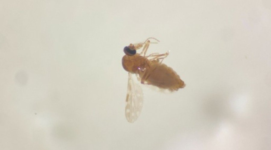 Conheça o pequeno mosquito que fez moradores em SC se ‘trancarem’ em casa e usarem casacos no calor de 30°C